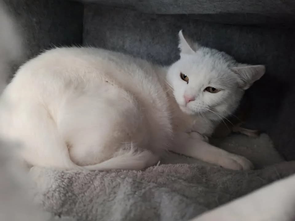Reina, female Mixed Breed for adoption at HEROSZ Herman Ottó Magyar Országos Állat- és Természetvédő Egyesület