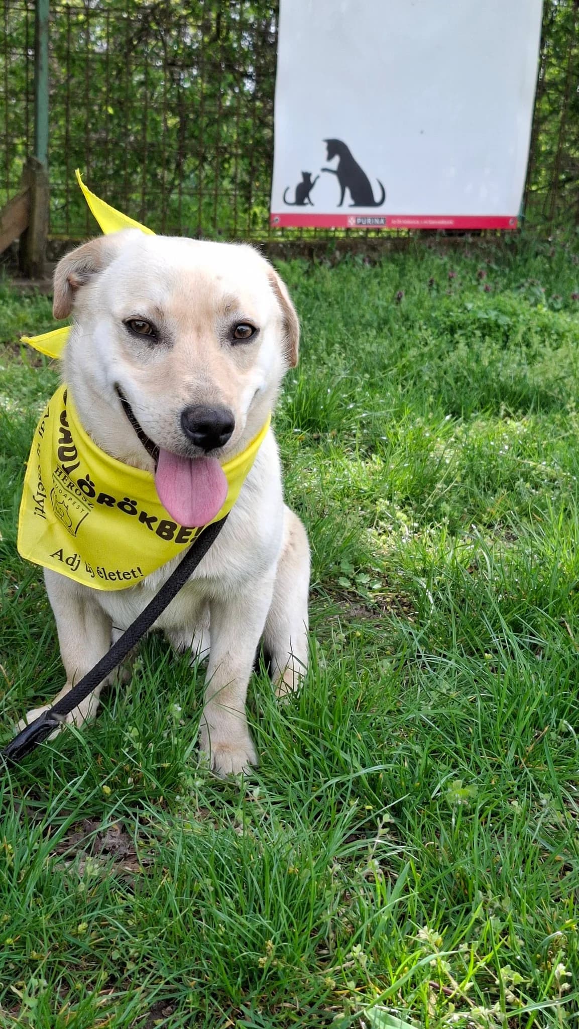 Jessie, male young Mixed Breed for adoption at HEROSZ Herman Ottó Magyar Országos Állat- és Természetvédő Egyesület