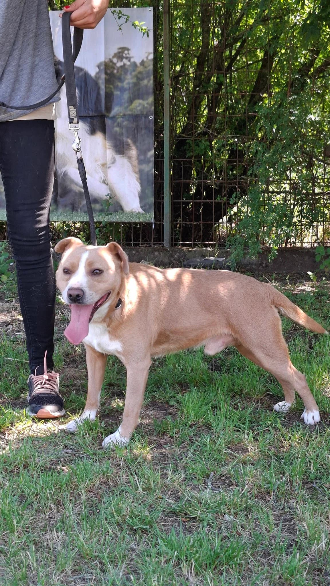 Bátor, male 3yo Mixed Breed for adoption at HEROSZ Herman Ottó Magyar Országos Állat- és Természetvédő Egyesület