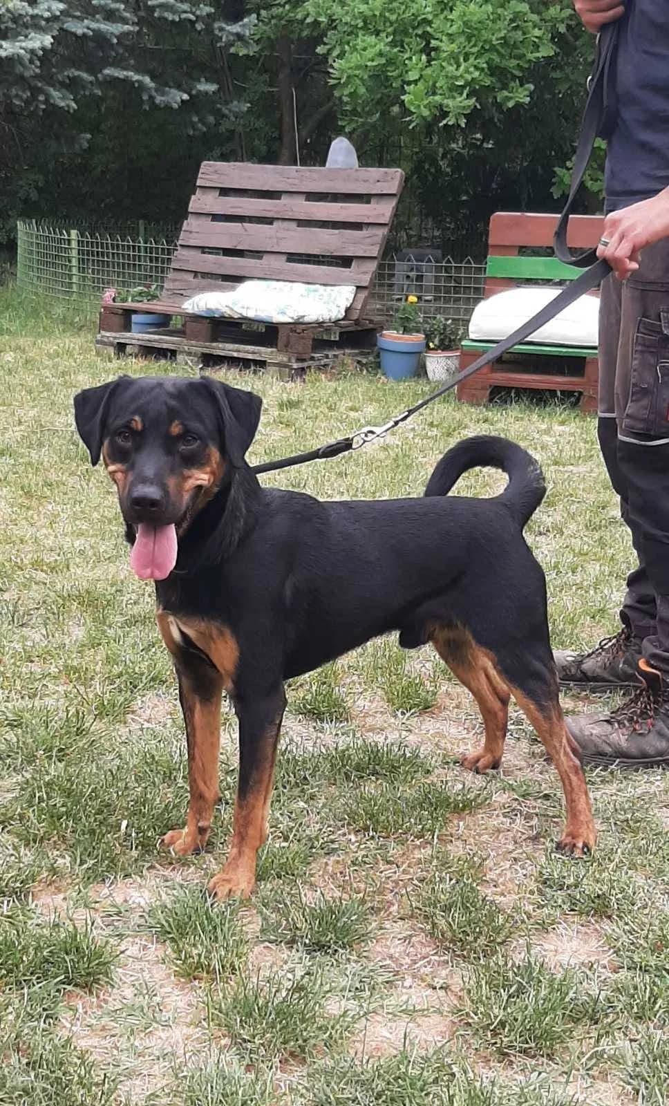 Mickey, male Mixed Breed for adoption at HEROSZ Herman Ottó Magyar Országos Állat- és Természetvédő Egyesület