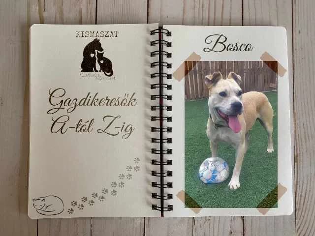 Bosco,  Mixed Breed for adoption at Kismaszat Állatmentő Egyesület