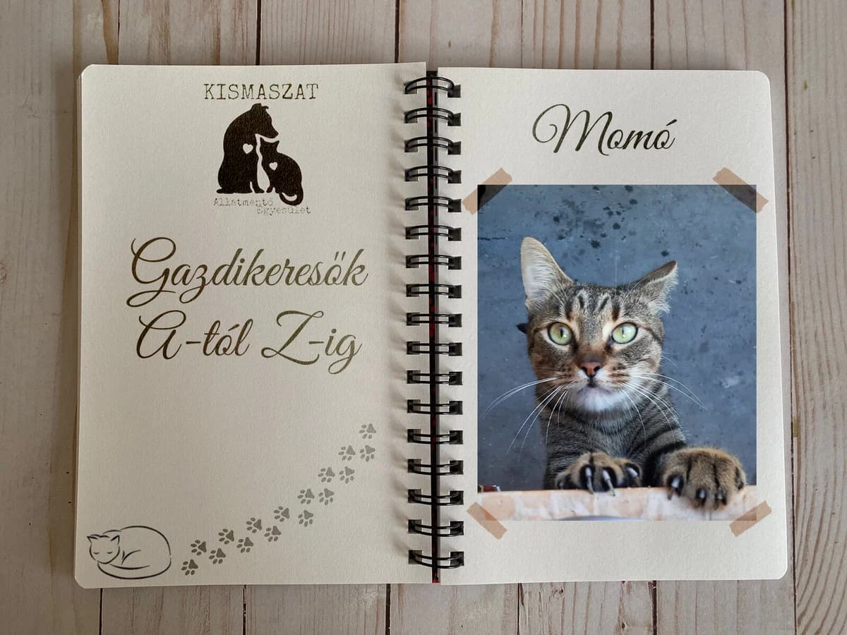 Momóka, female Mixed Breed for adoption at Kismaszat Állatmentő Egyesület