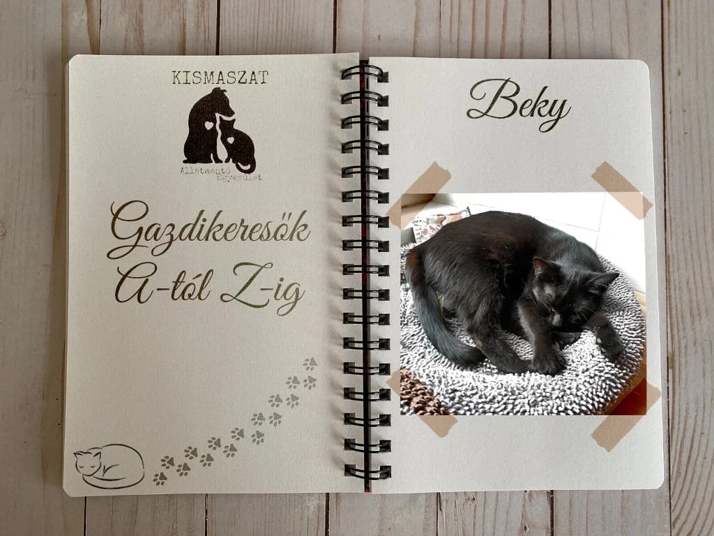 Beky,  Mixed Breed for adoption at Kismaszat Állatmentő Egyesület