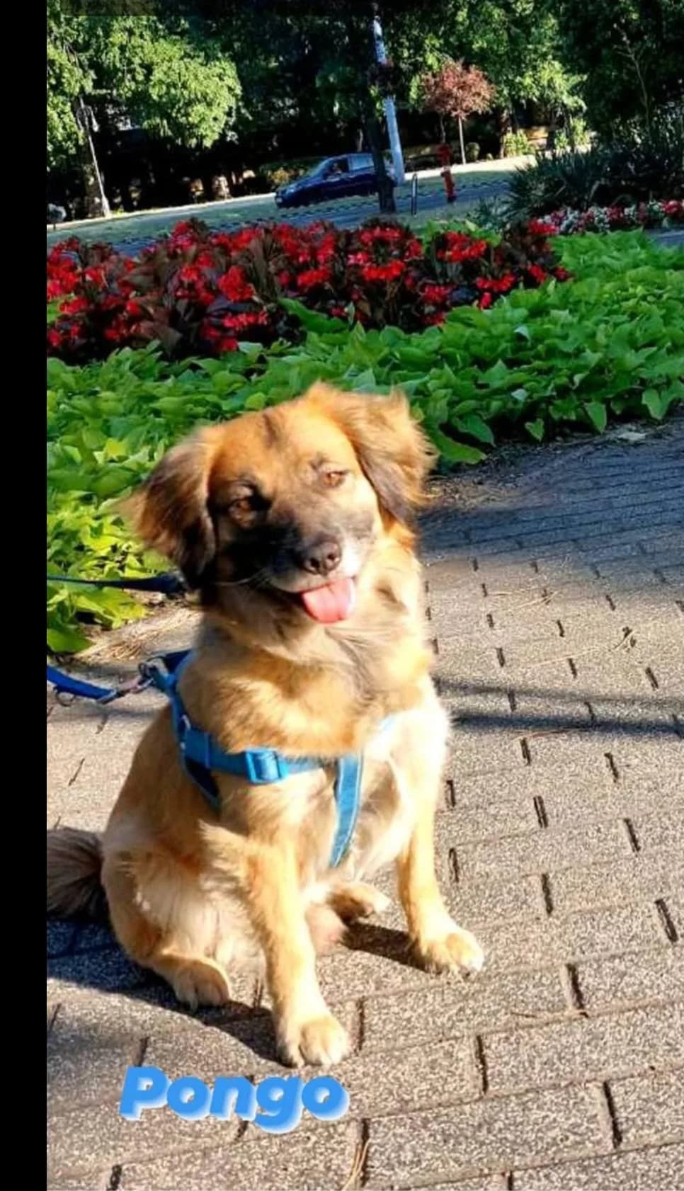 Pongó,  7yo Mixed Breed for adoption at Kismaszat Állatmentő Egyesület