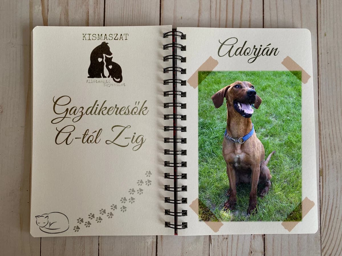 Adorján,  Mixed Breed for adoption at Kismaszat Állatmentő Egyesület