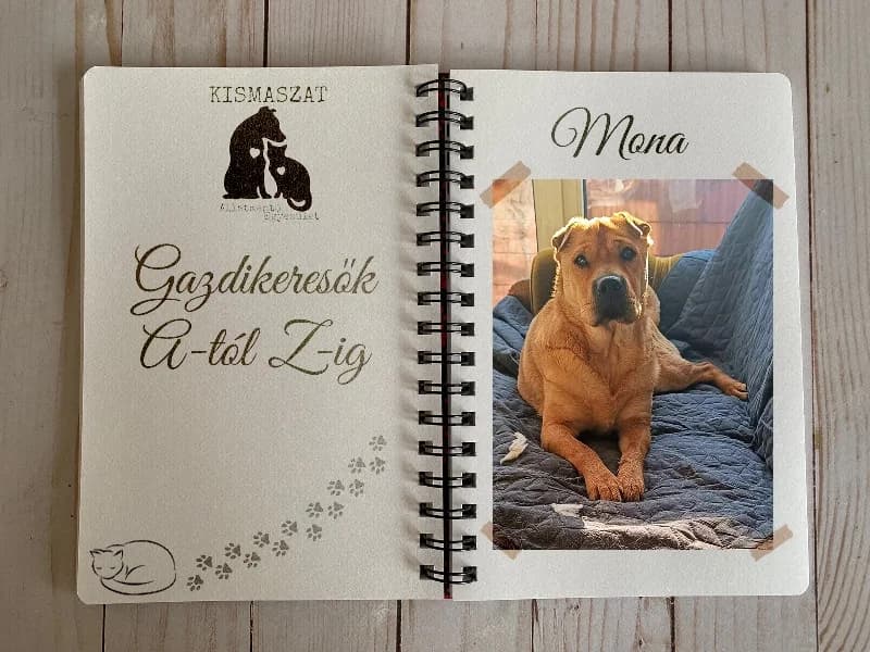 Mona,  Mixed Breed for adoption at Kismaszat Állatmentő Egyesület