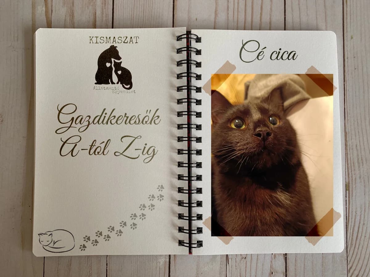 Cé,  Mixed Breed for adoption at Kismaszat Állatmentő Egyesület