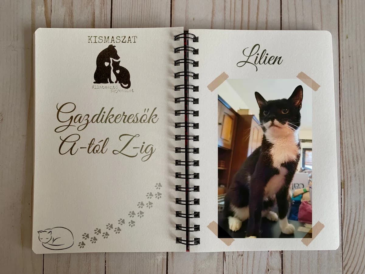 Lilien,  Mixed Breed for adoption at Kismaszat Állatmentő Egyesület