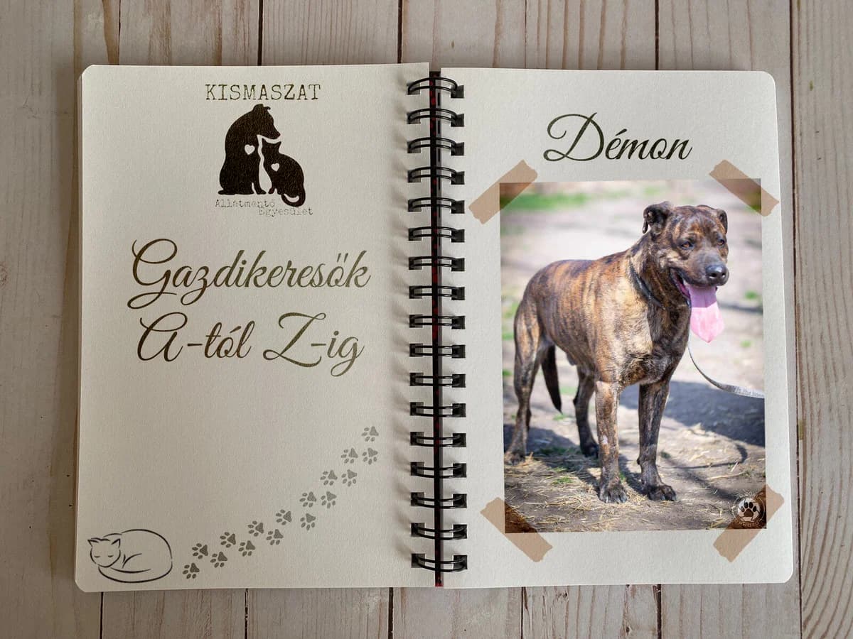 Démon,  Mixed Breed for adoption at Kismaszat Állatmentő Egyesület