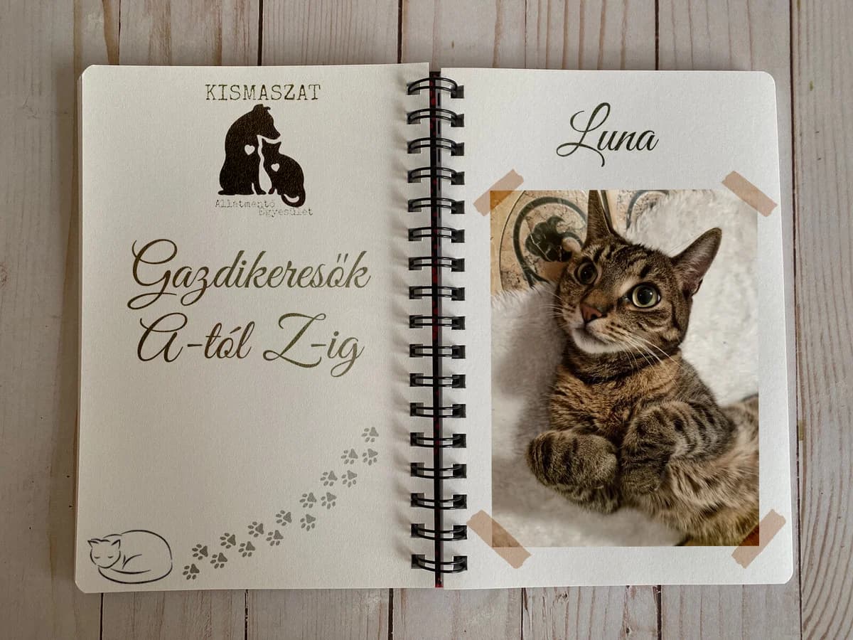 Luna,  Mixed Breed for adoption at Kismaszat Állatmentő Egyesület