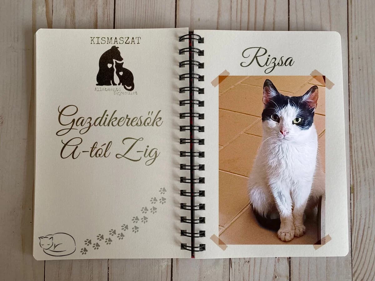 Rizsa,  young Mixed Breed for adoption at Kismaszat Állatmentő Egyesület