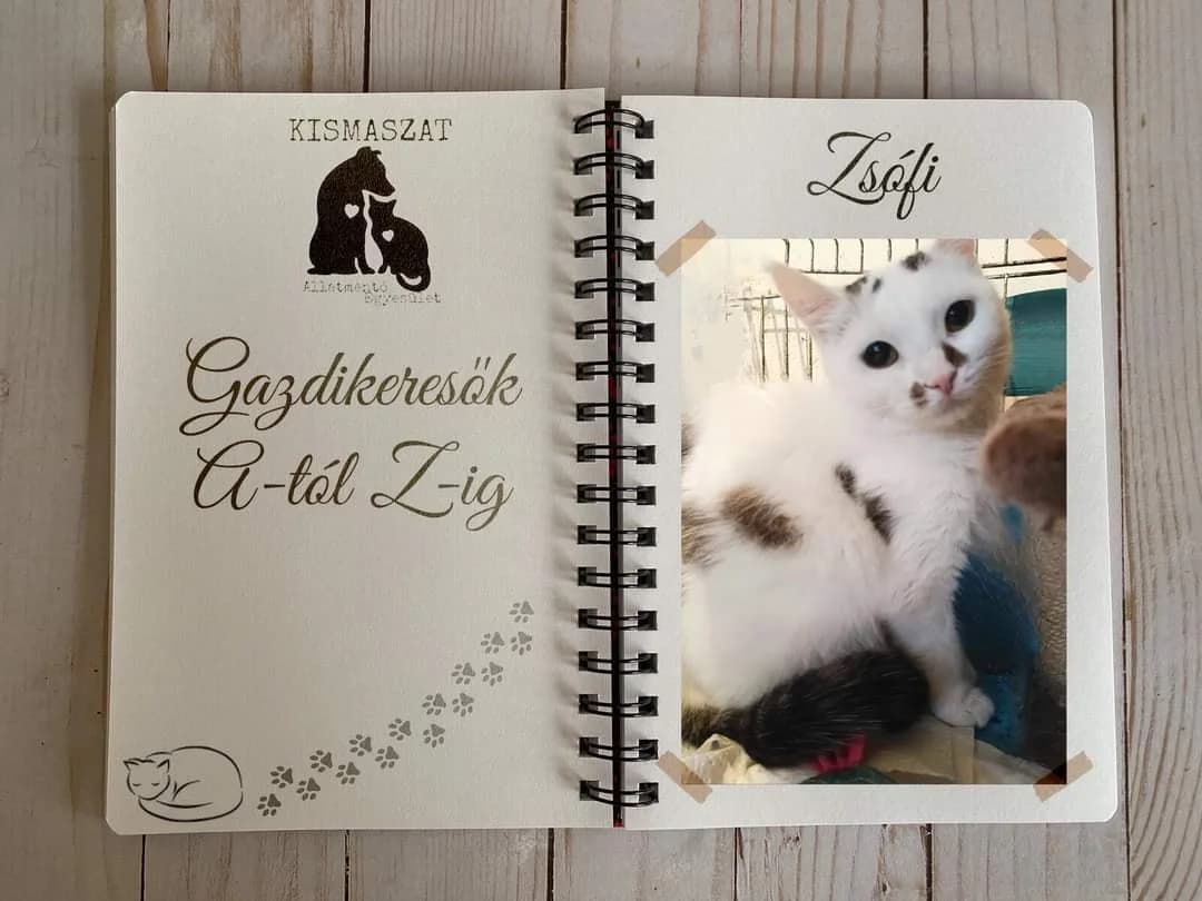 Zsófi,  Mixed Breed for adoption at Kismaszat Állatmentő Egyesület