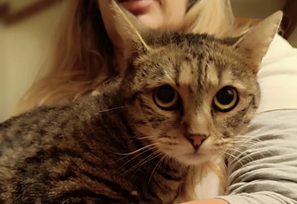 Alma,  Mixed Breed for adoption at Kismaszat Állatmentő Egyesület