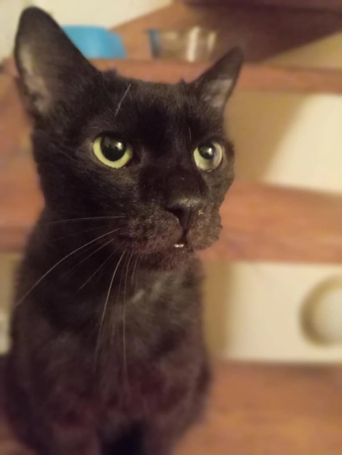 Gyömrői Bob, male 6yo Mixed Breed for adoption at Kismaszat Állatmentő Egyesület