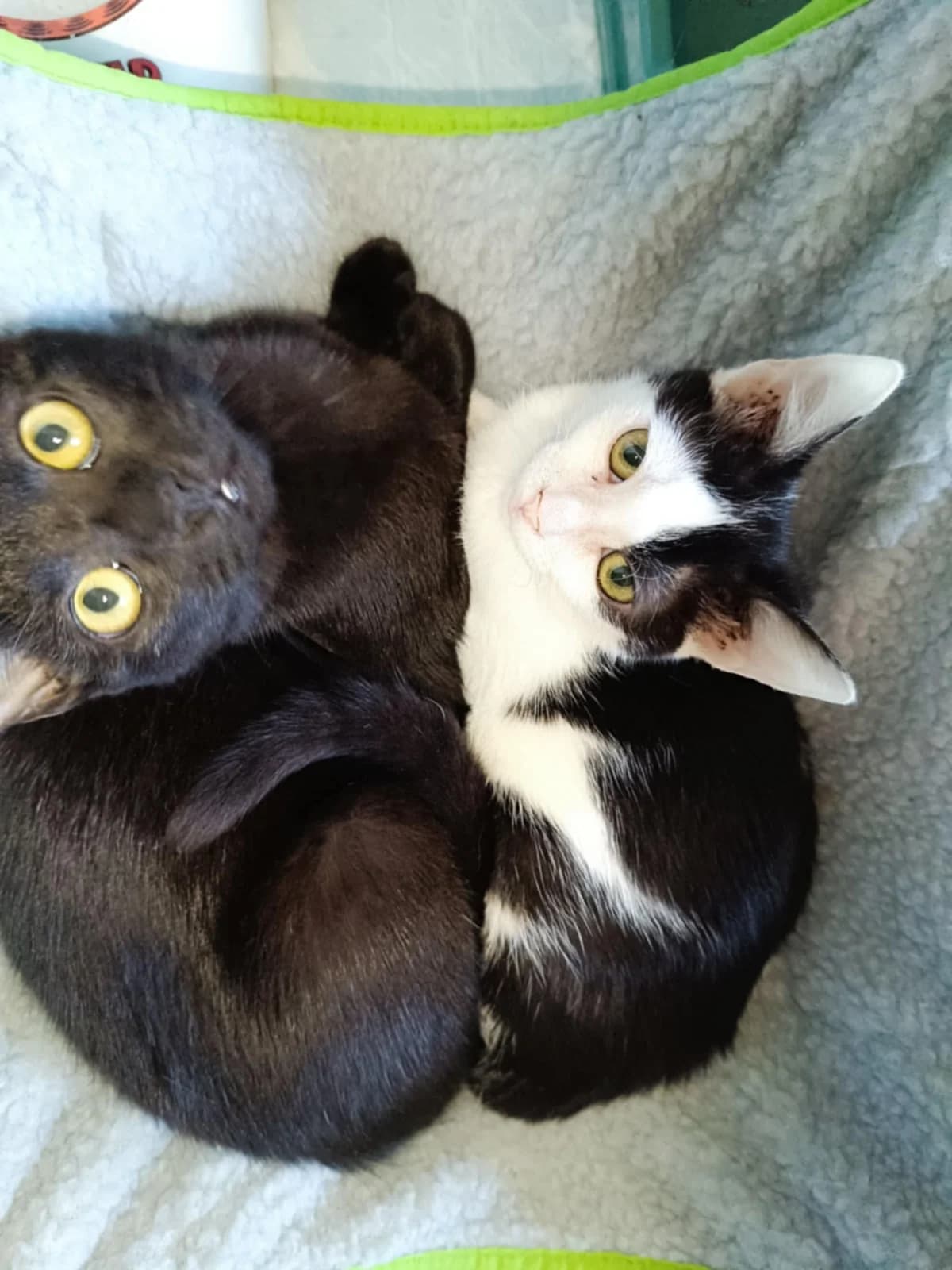 Kupak,  Mixed Breed for adoption at Kismaszat Állatmentő Egyesület