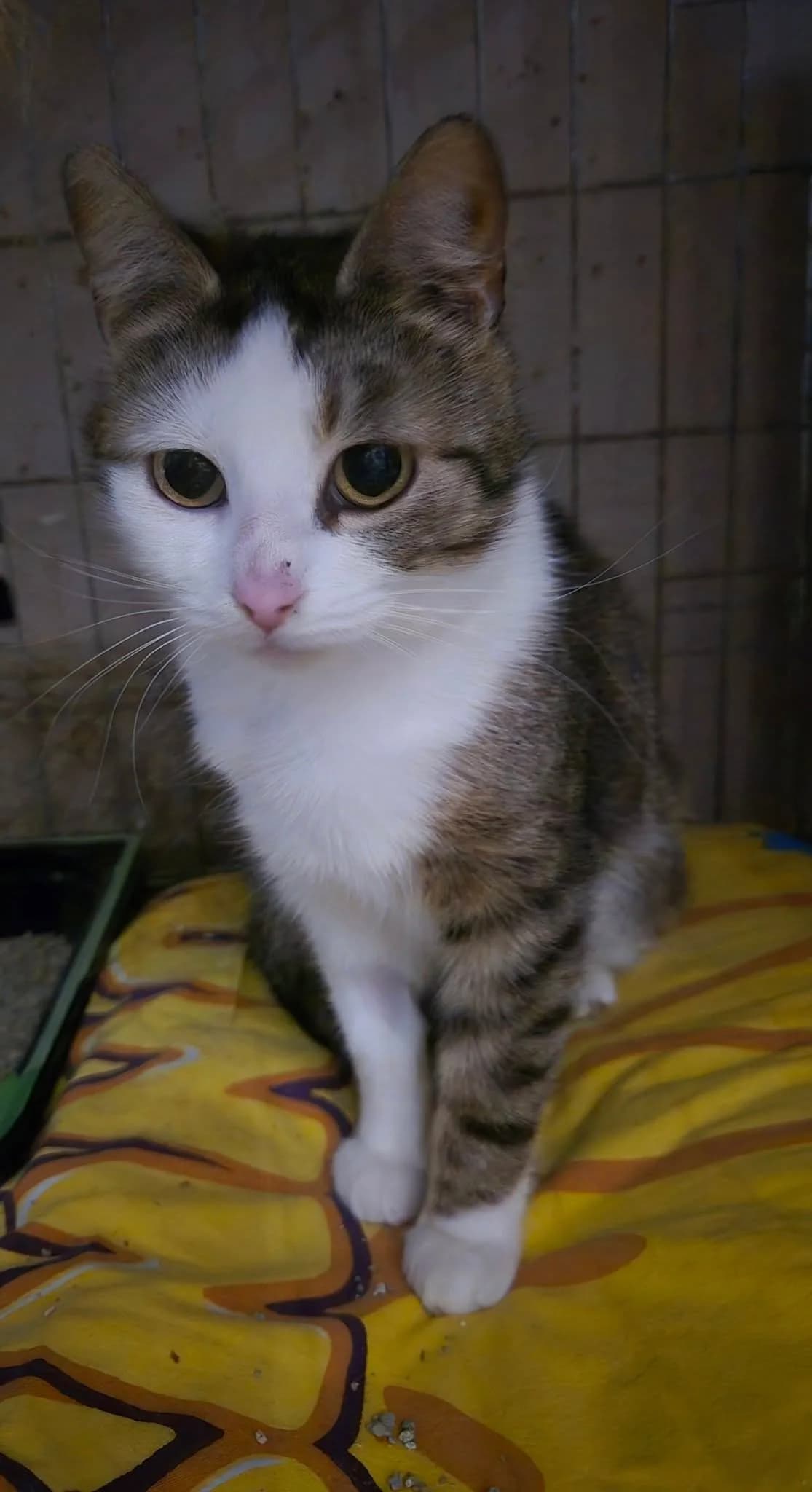 Tiffany,  young Mixed Breed for adoption at Kismaszat Állatmentő Egyesület