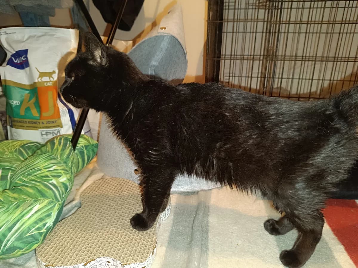 Kormi,  Mixed Breed for adoption at Kismaszat Állatmentő Egyesület