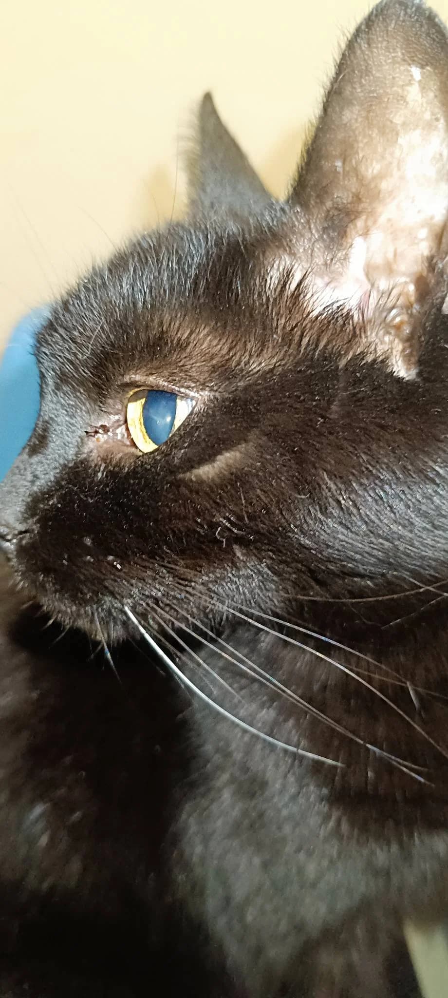 Tercsi, female Mixed Breed for adoption at Kismaszat Állatmentő Egyesület