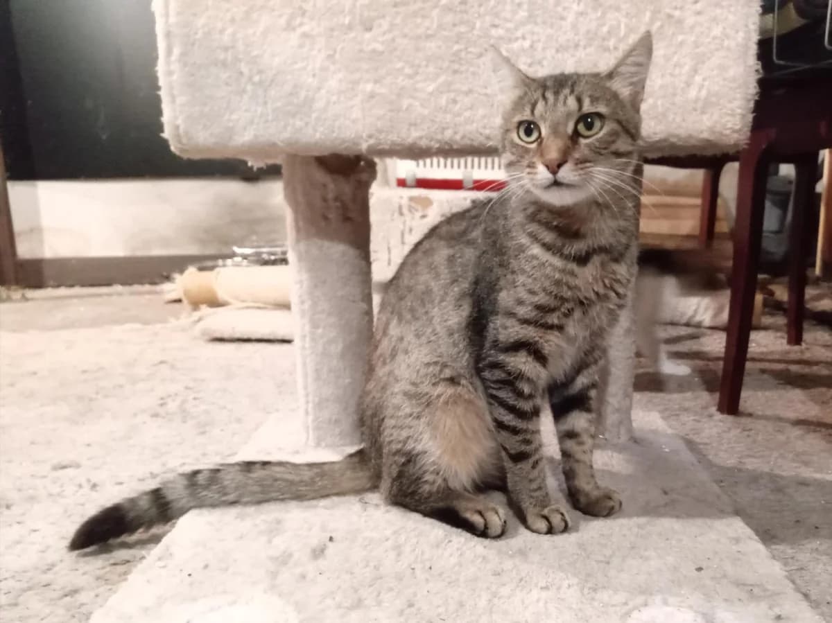 Ropi,  Mixed Breed for adoption at Kismaszat Állatmentő Egyesület