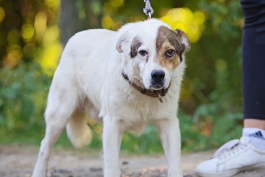 Márton, male Mixed Breed for adoption at Kóborka Állatmenhely