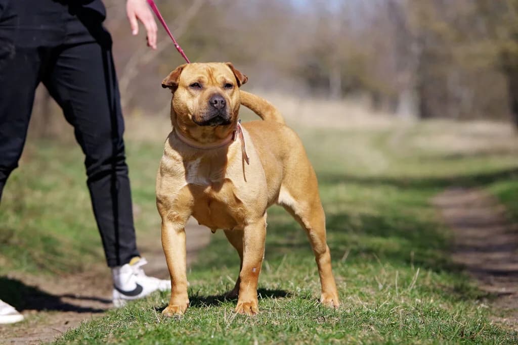Brigi, female Mixed Breed for adoption at Kóborka Állatmenhely
