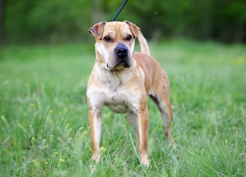 PeiPei, female Mixed Breed for adoption at Kóborka Állatmenhely
