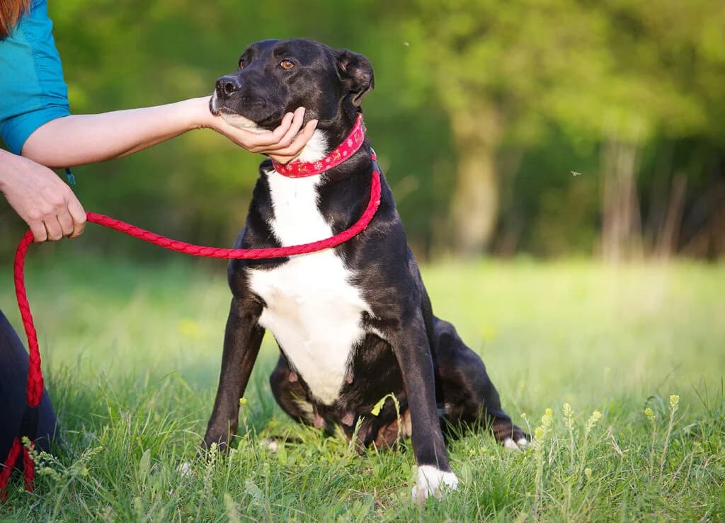 Lara, female Mixed Breed for adoption at Kóborka Állatmenhely
