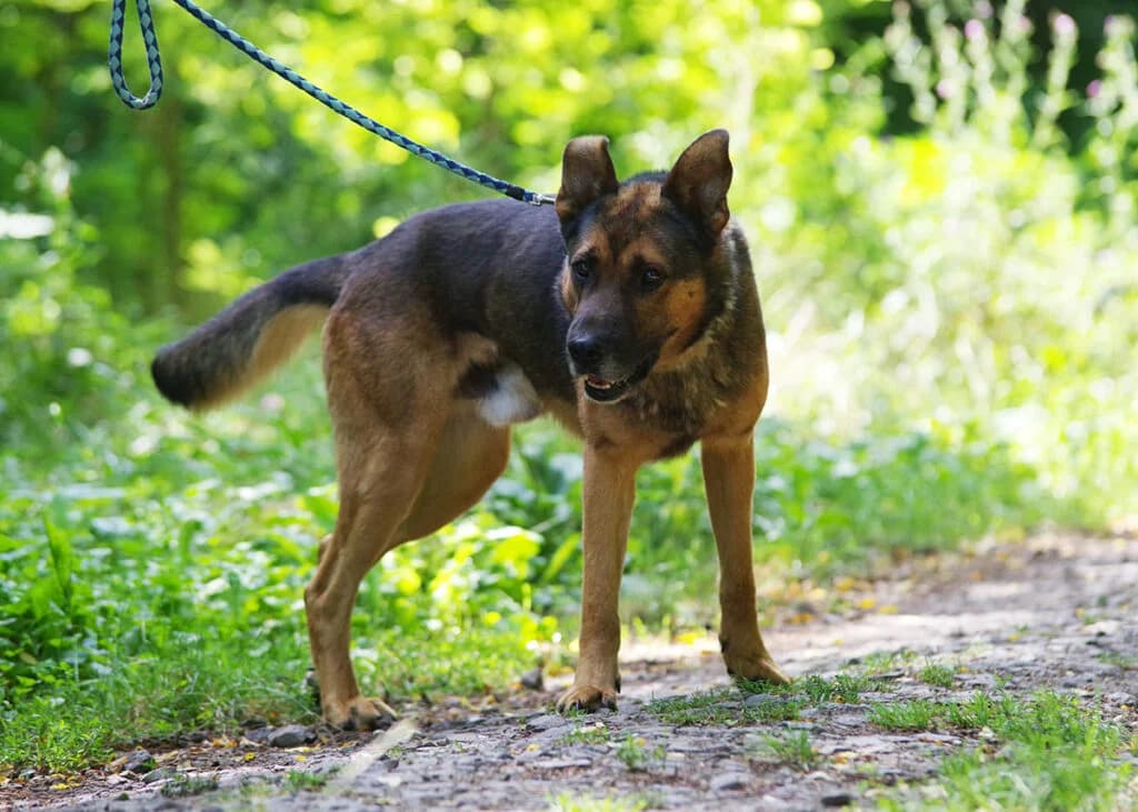 Luigi, male Mixed Breed for adoption at Kóborka Állatmenhely
