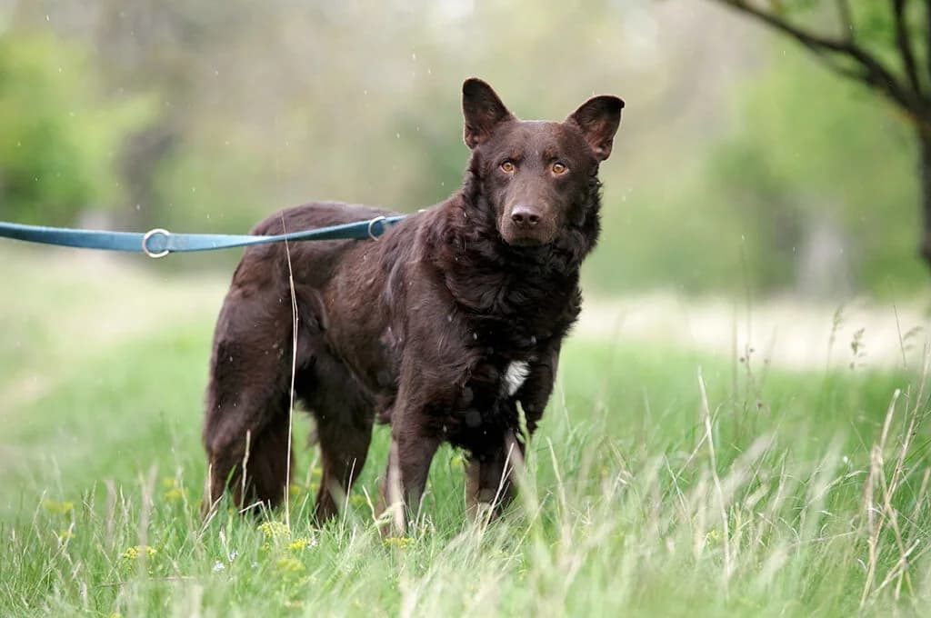 Bruno Banani, male Mixed Breed for adoption at Kóborka Állatmenhely