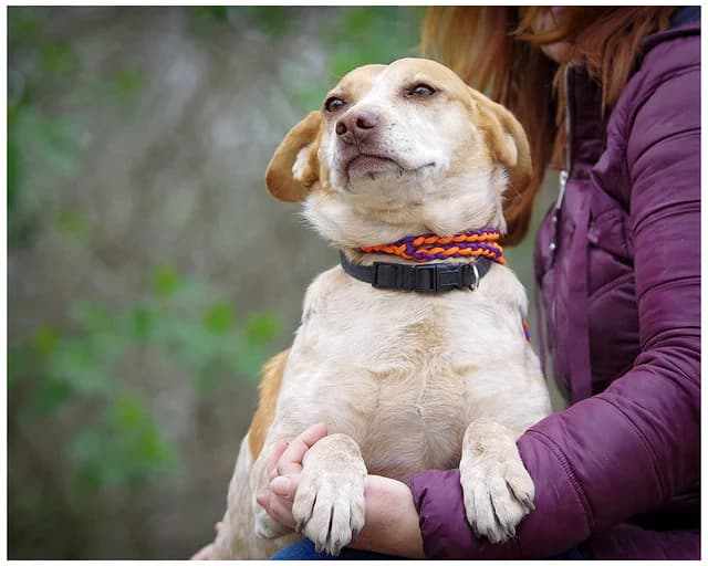 Katika, female Mixed Breed for adoption at Kóborka Állatmenhely