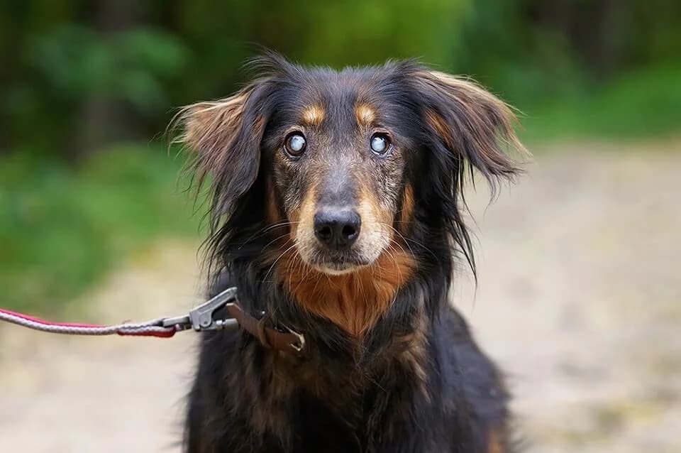 Okos-Pofi, Mixed Breed (Kóborka Állatmenhely)