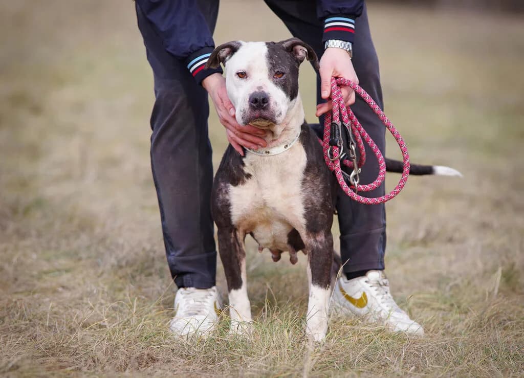 Pepita/Pomádé, Mixed Breed (Kóborka Állatmenhely)