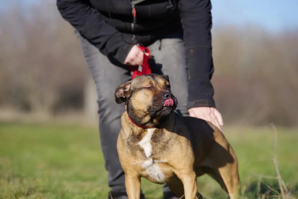 Nusi, Mixed Breed (Kóborka Állatmenhely)
