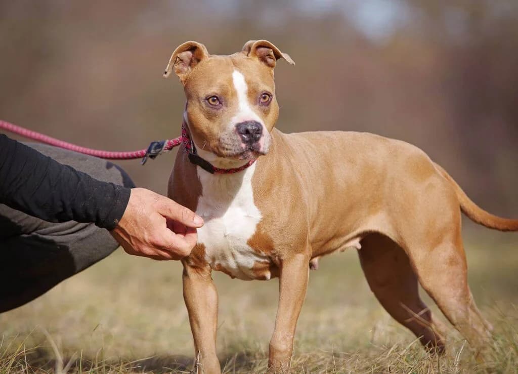 Amélia, Mixed Breed (Kóborka Állatmenhely)