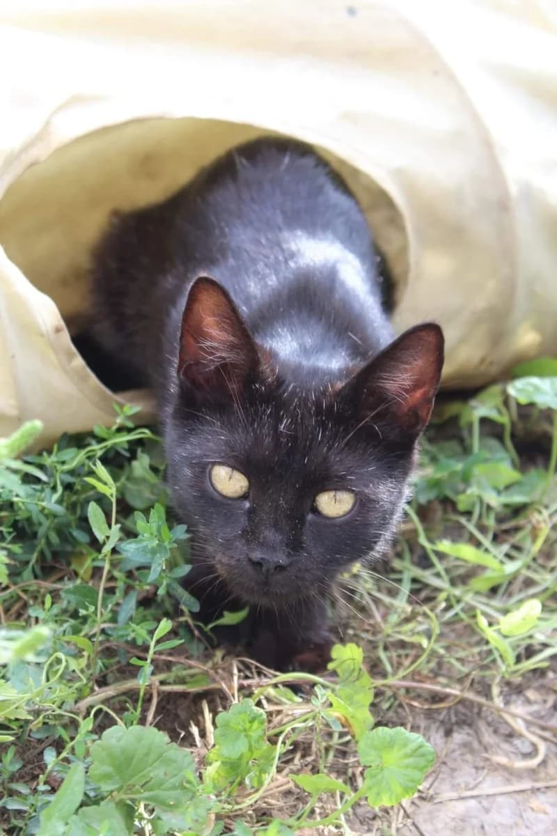 Dana, female 5yo Mixed Breed for adoption at Komlói Állatvédő Közhasznú Egyesület