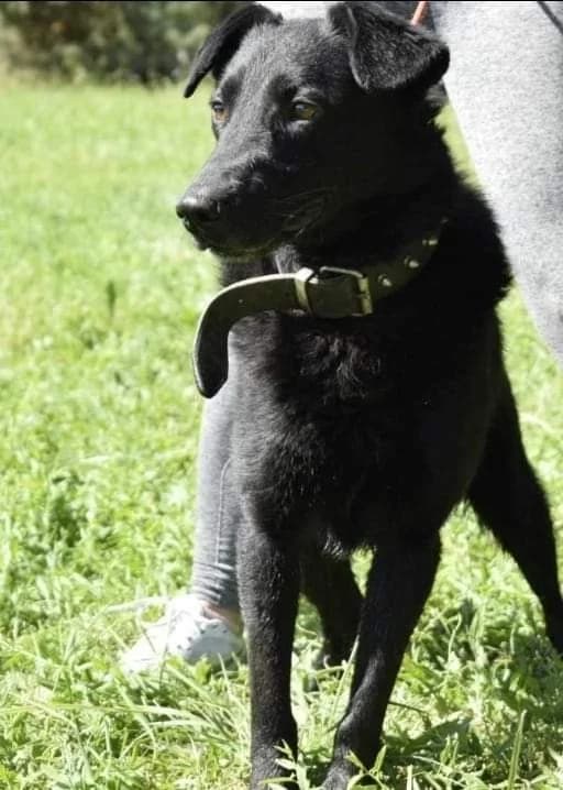 Gusztáv, male 6yo Mixed Breed for adoption at Komlói Állatvédő Közhasznú Egyesület