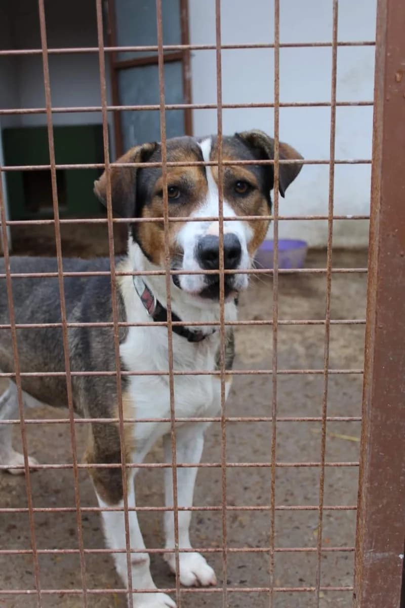 Kántor, Mixed Breed (Komlói Állatvédő Közhasznú Egyesület)