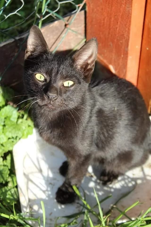 Soma, male 3yo Mixed Breed for adoption at Komlói Állatvédő Közhasznú Egyesület
