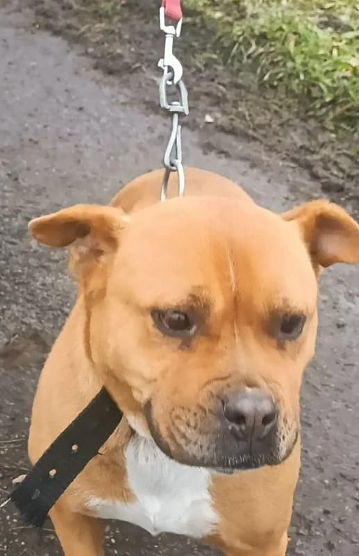 Roxi, Mixed Breed (Komlói Állatvédő Közhasznú Egyesület)