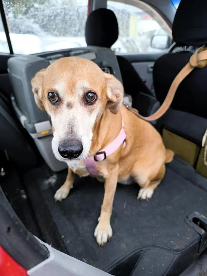 LILI, female senior Mixed Breed for adoption at Komlói Állatvédő Közhasznú Egyesület