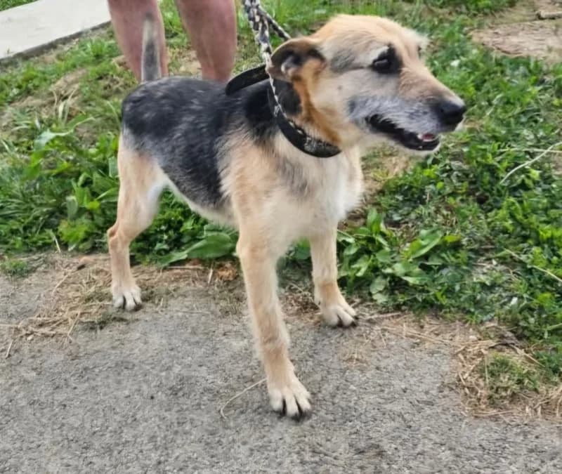 Jankó, male 6yo Mixed Breed for adoption at Komlói Állatvédő Közhasznú Egyesület
