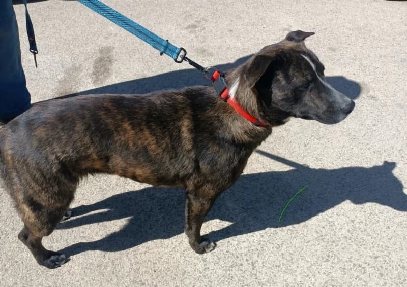 Csilla, female 3yo Mixed Breed for adoption at Komlói Állatvédő Közhasznú Egyesület
