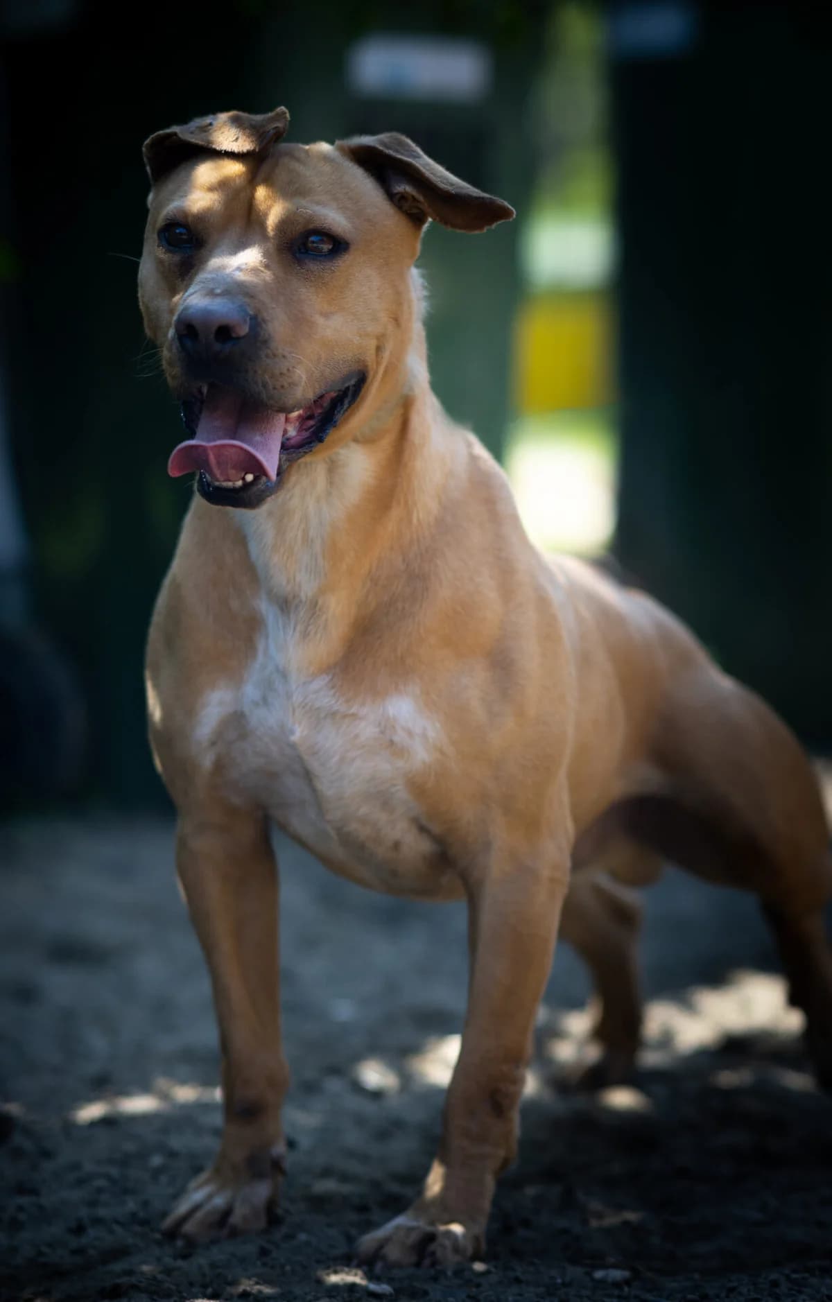 Titusz, male 4yo Shar Pei for adoption at Méda az Állatokért Kunhegyes