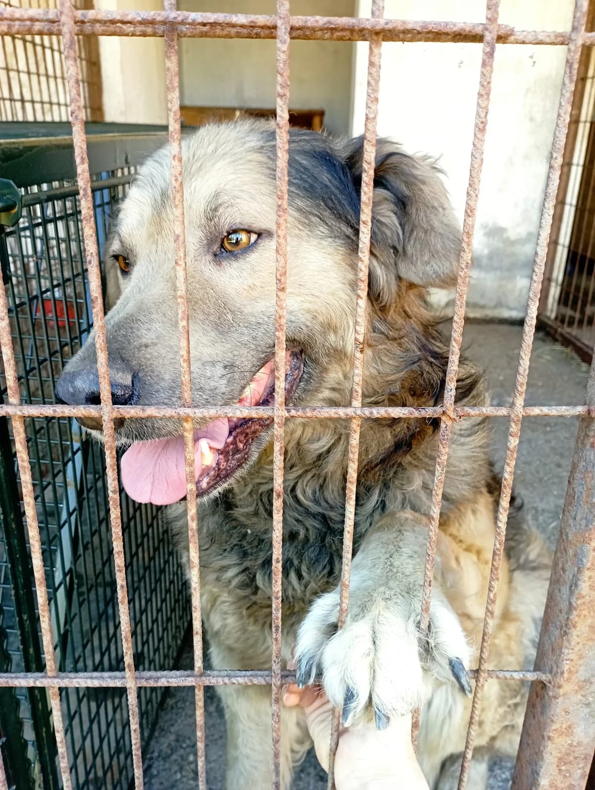 Bobi, male 6yo mixed breed for adoption at Méda az Állatokért Kunhegyes
