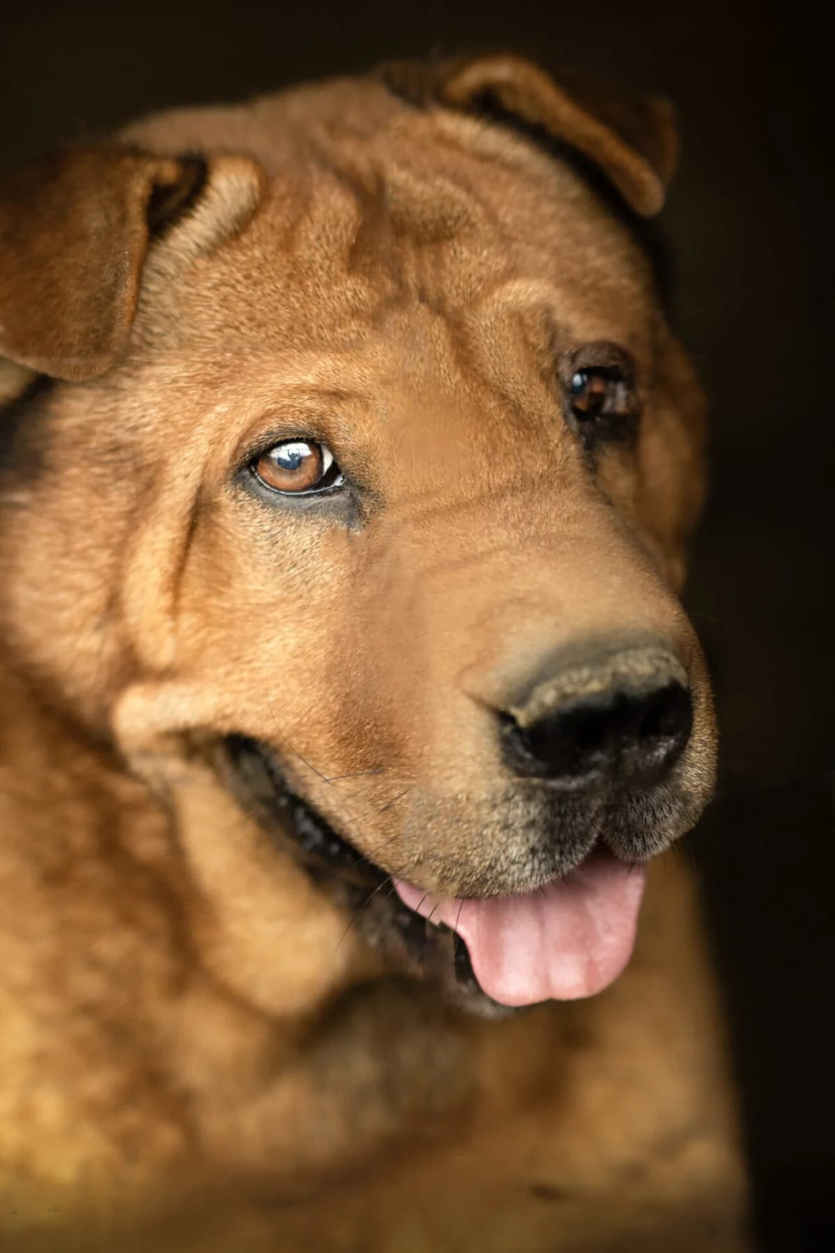 Barnus, male Shar Pei for adoption at Méda az Állatokért Kunhegyes