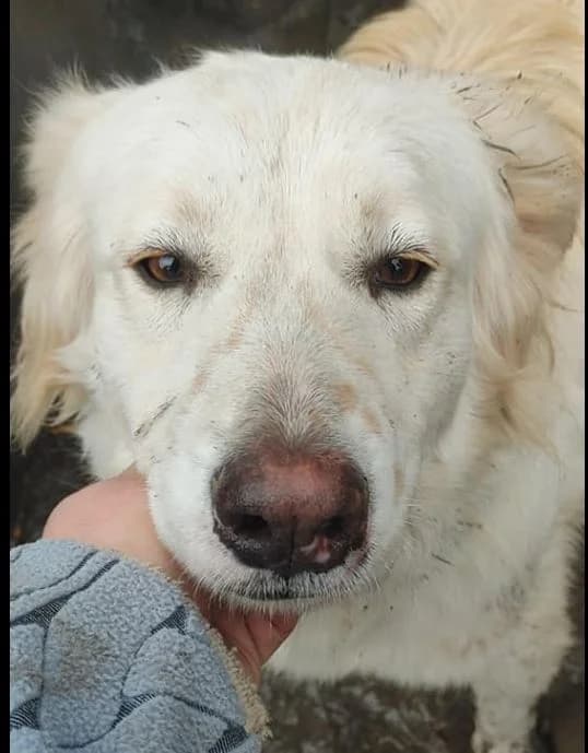 Ózdi kutyusok, Mixed Breed (Kutya Kiskapu)