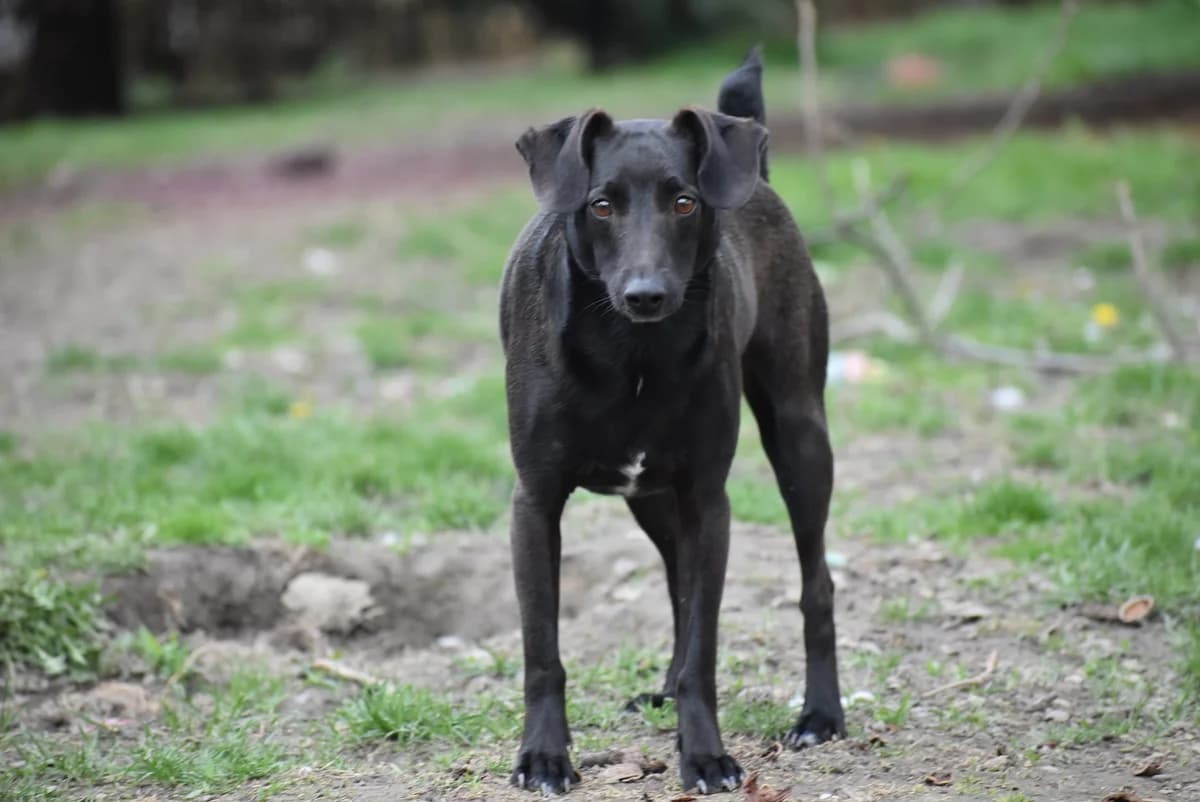 Rumba,  young Mixed Breed for adoption at Kutyaovi Állatvédő Egyesület