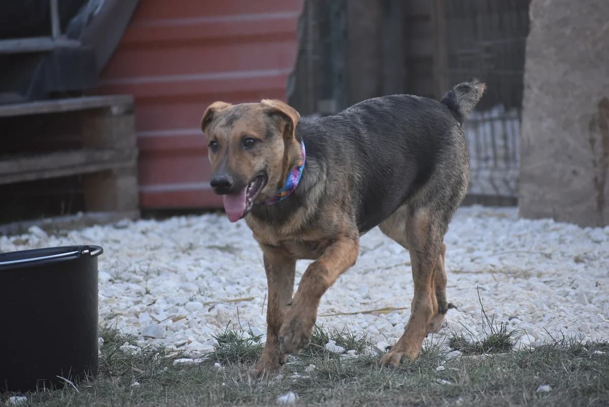 Süti,  puppy Mixed Breed for adoption at Kutyaovi Állatvédő Egyesület