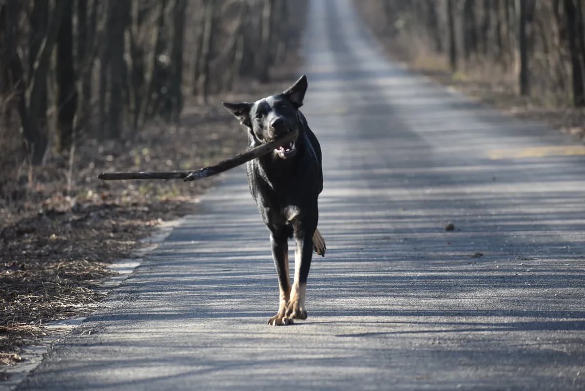 Sissy, female young Mixed Breed for adoption at Kutyaovi Állatvédő Egyesület