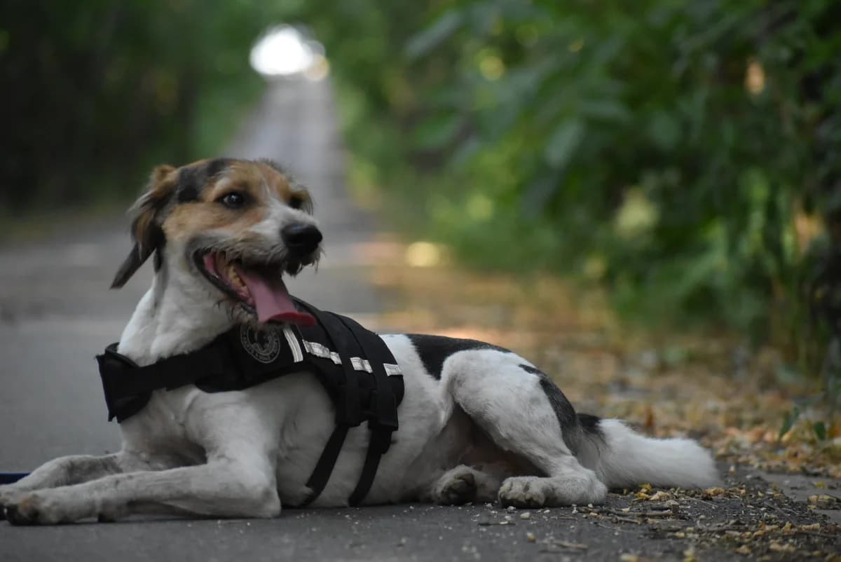 Peti, male young Mixed Breed for adoption at Kutyaovi Állatvédő Egyesület